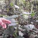 Image of Anthurium myosuroides (Kunth) Endl.