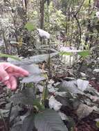 Image of Anthurium myosuroides (Kunth) Endl.
