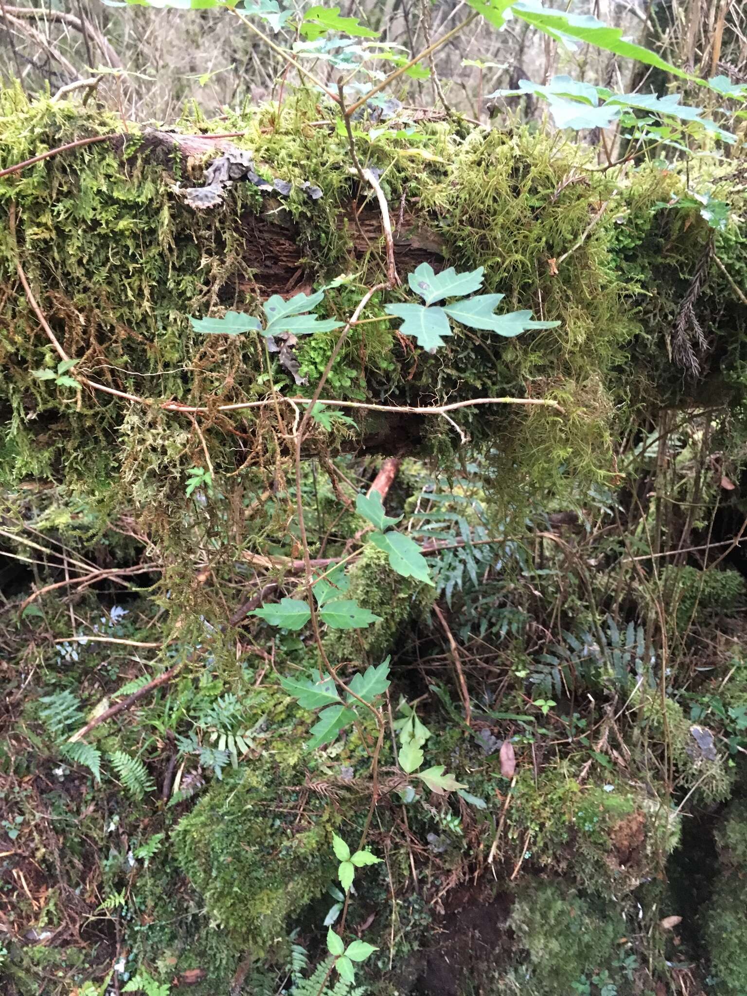 Image of Toxicodendron orientale Greene