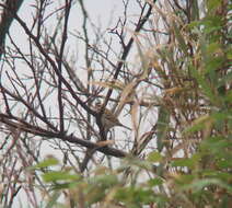 Image of Yellow-browed Bunting