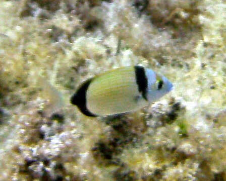 Image of Blacktail Bream