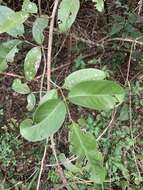 Imagem de Allocassine laurifolia (Harv.) N. Robson