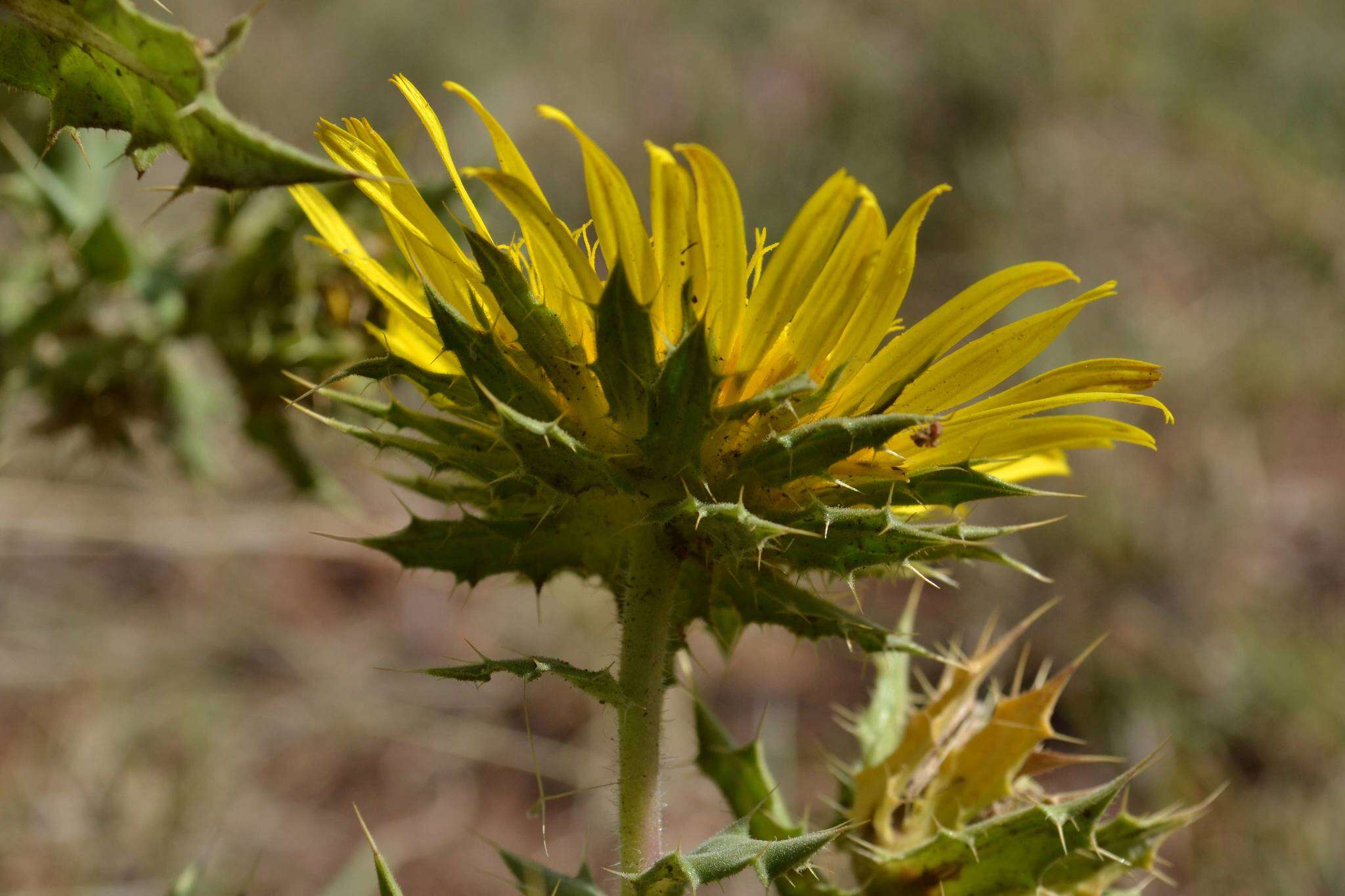 Image of Berkheya onopordifolia (DC.) Burtt Davy