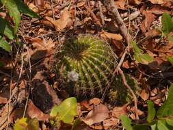 Echinopsis calochlora K. Schum. resmi