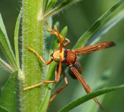 Image of Polistes erythrinus Holmgren 1868