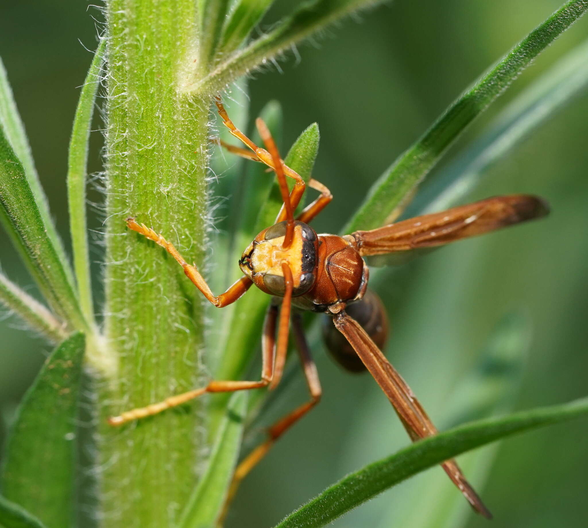 Image of Polistes erythrinus Holmgren 1868