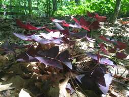 Image of Wood sorrel