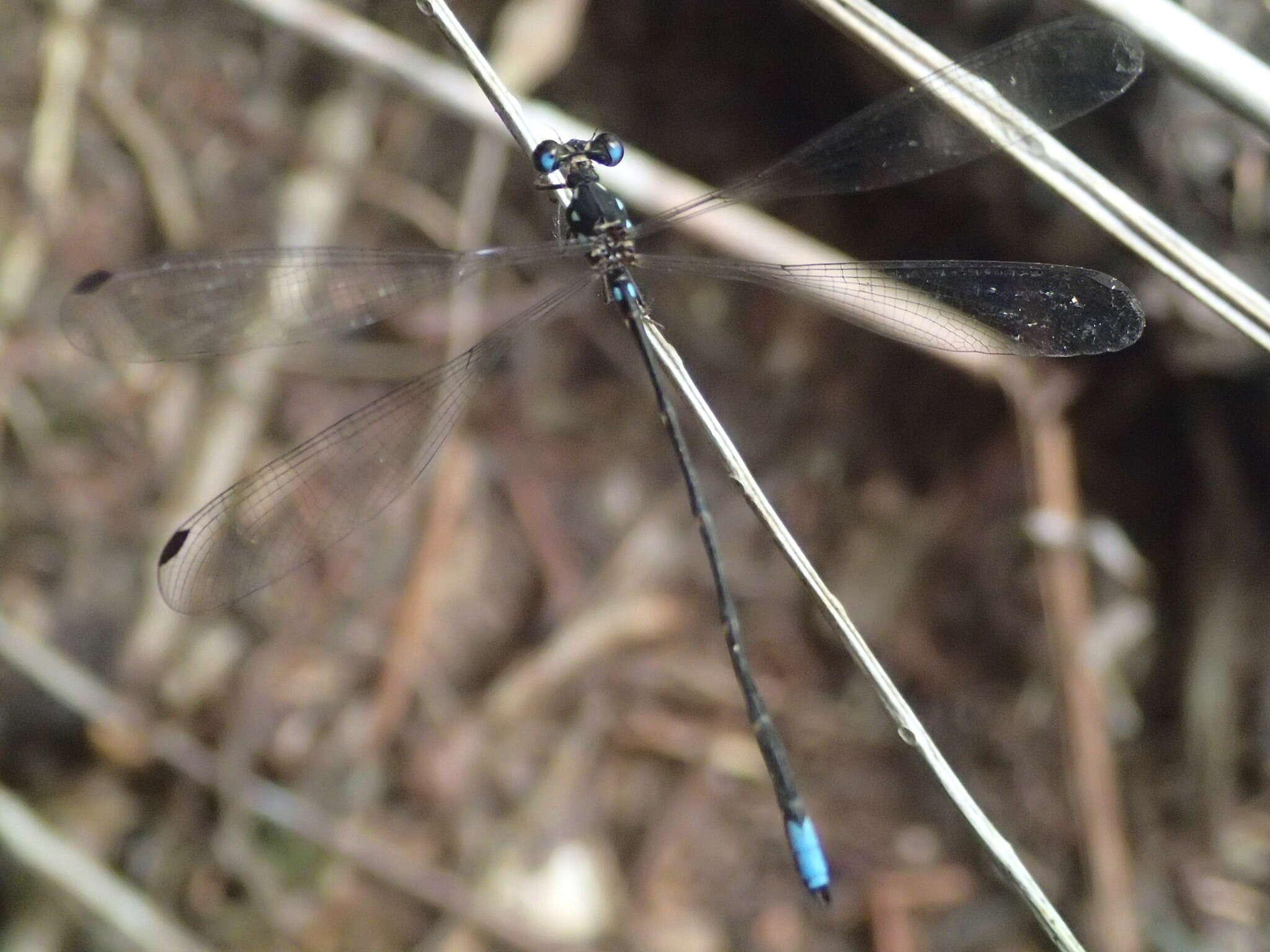 Image of Allolestes maclachlanii Selys 1869