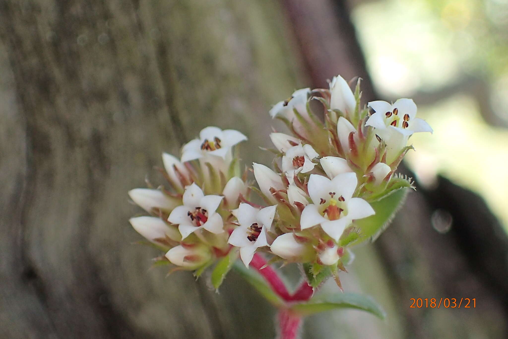 Image of Crassula obovata var. obovata