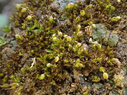 Image of Microbryum curvicollum