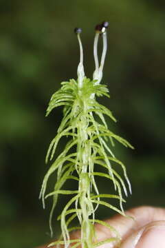 Image of Sphagnum rubiginosum Flatberg 1993