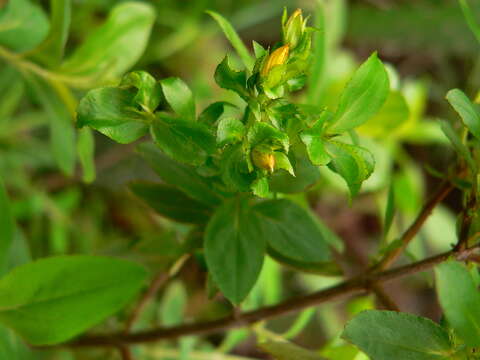 Image of Hypericum glandulosum Dryand. ex Ait.