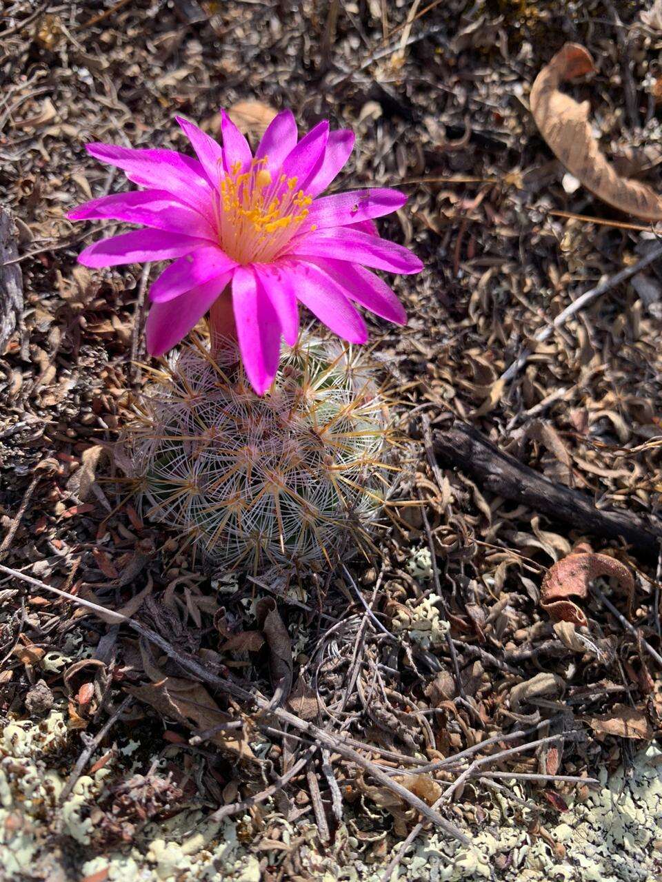 Mammillaria deherdtiana subsp. deherdtiana的圖片