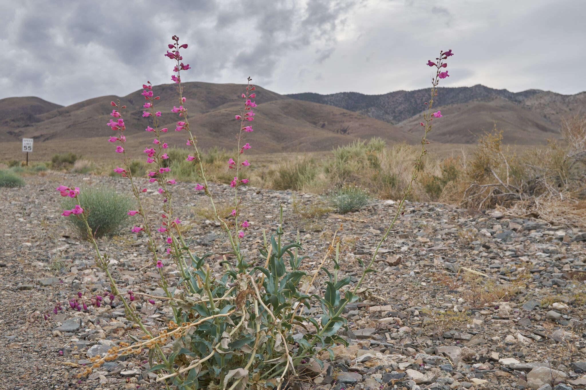 Image of Panamint beardtongue