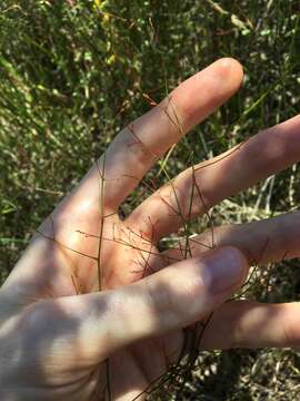 Image of Gonocarpus micranthus subsp. ramosissimus Orchard