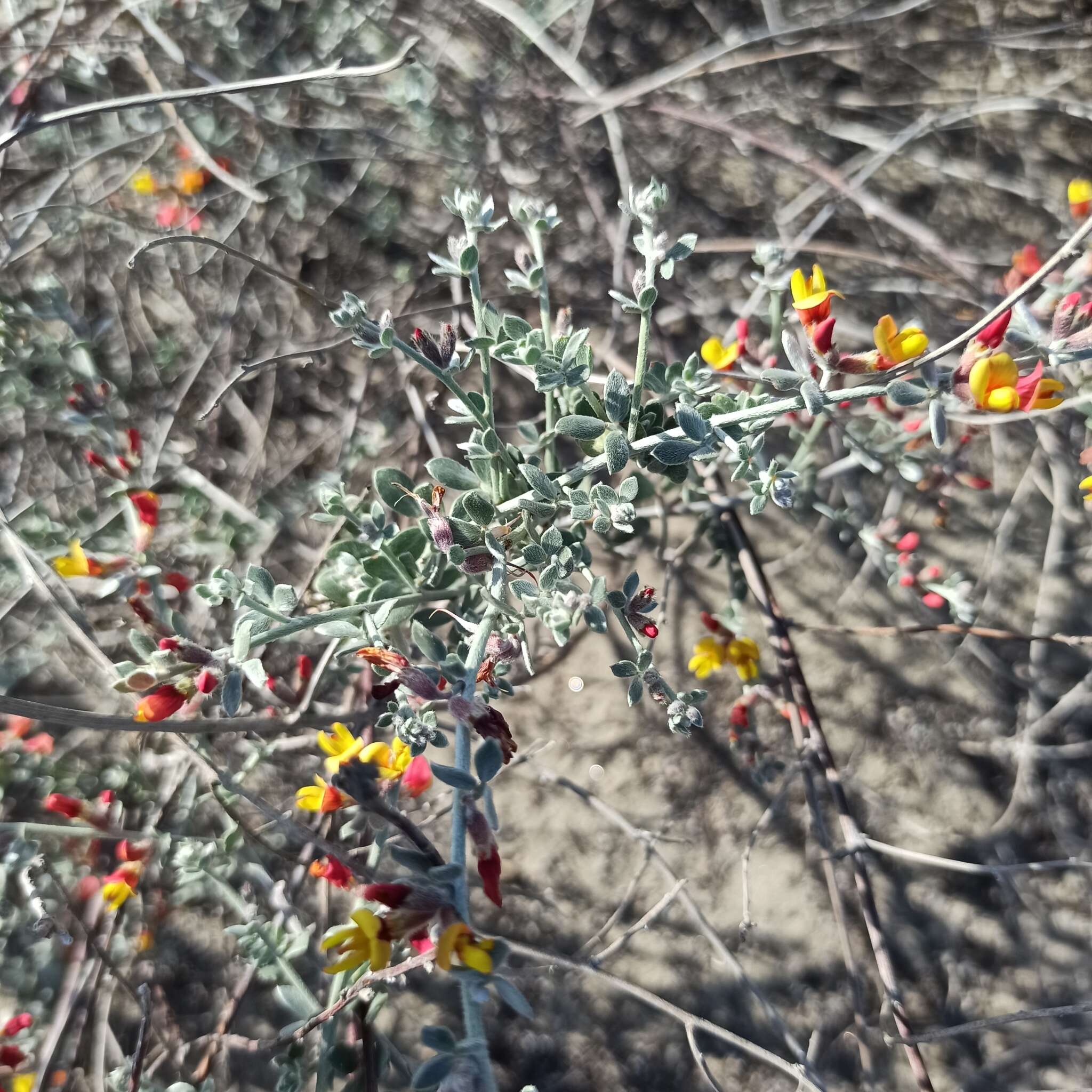 <i>Acmispon distichus</i>的圖片