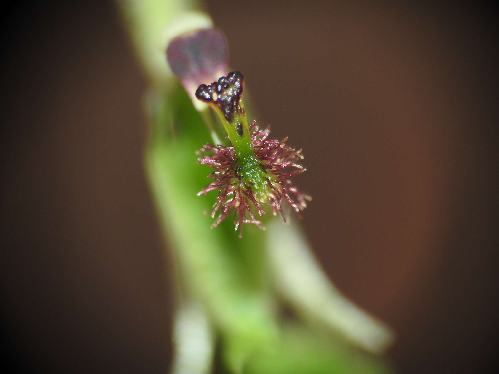 Image of Arthrochilus prolixus D. L. Jones