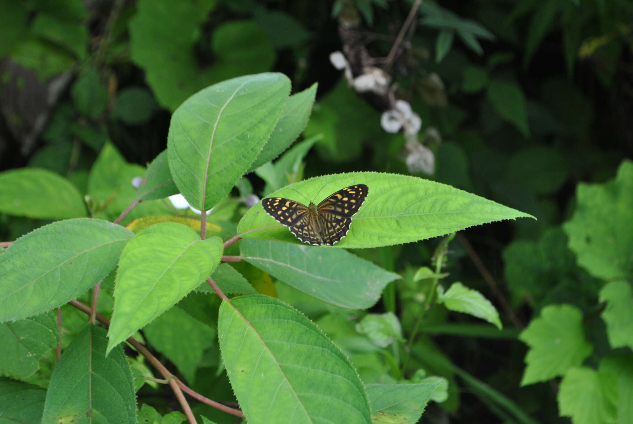 Rhaphicera dumicola Oberthür 1876 resmi