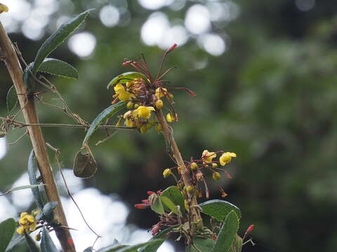 Image of Berberis wallichiana DC.