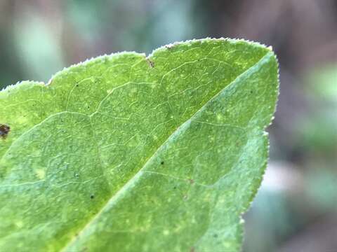 Image of Elliott's goldenrod