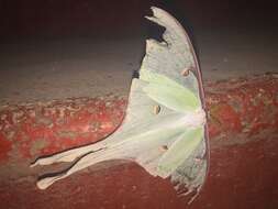 Image of Actias truncatipennis (Sonthonnax 1899)