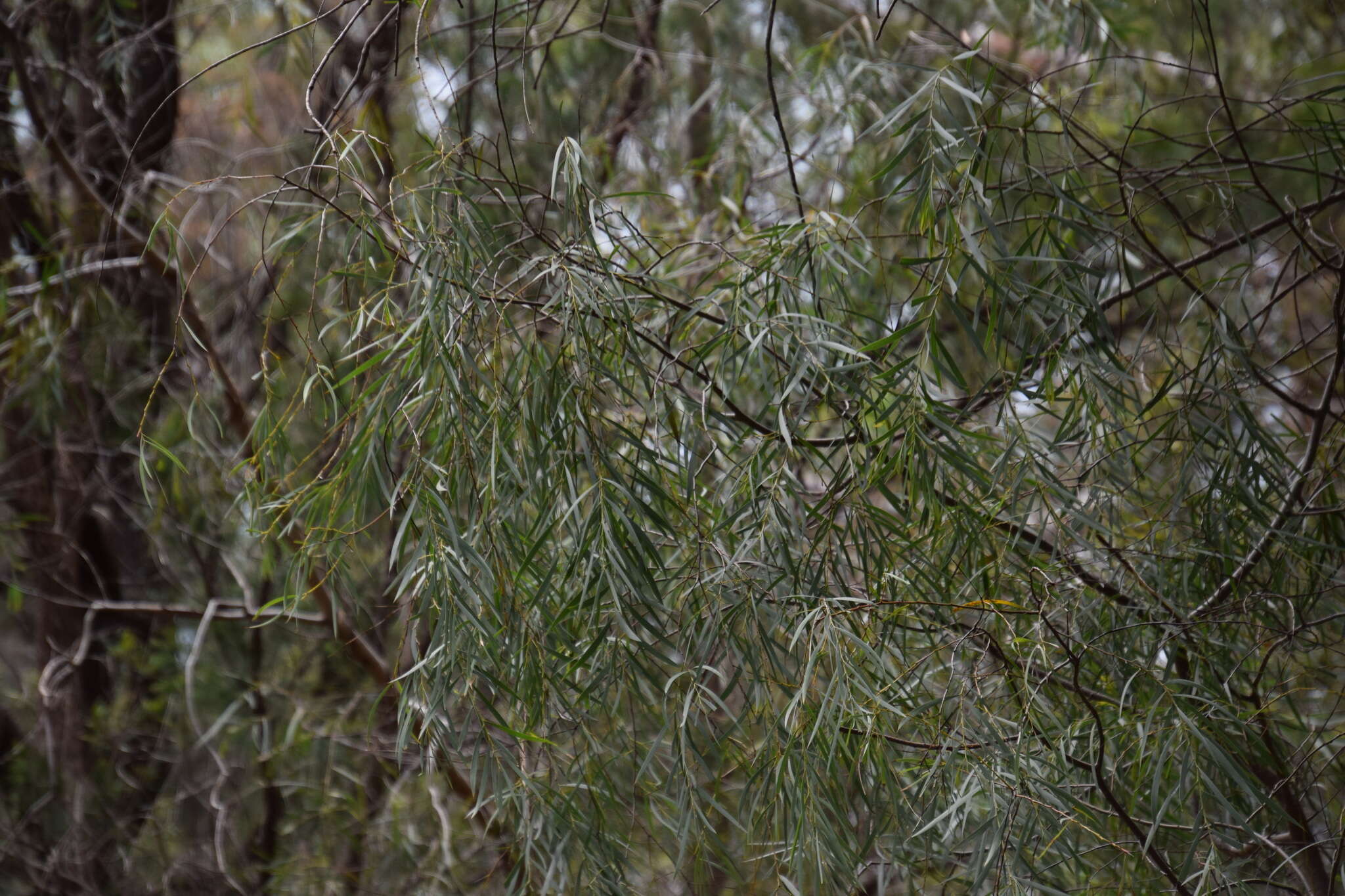 Image of Acacia courtii Tindale & Hersc.