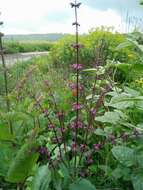 Image of Salvia judaica Boiss.