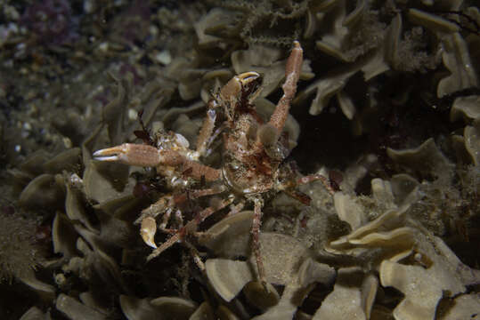 Image of Arctic lyre crab