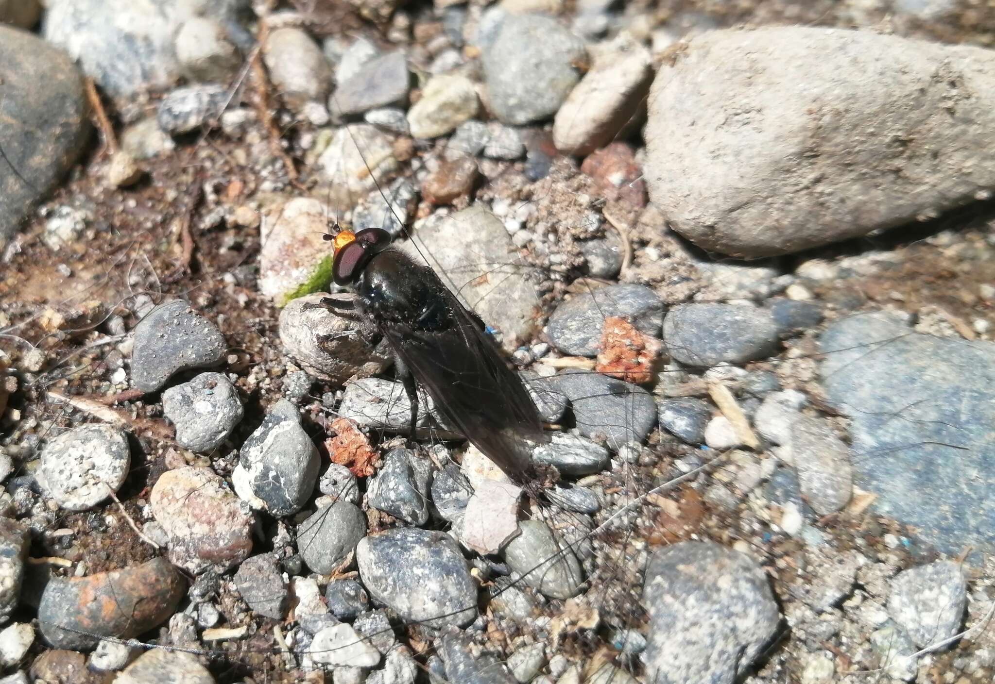 Слика од Sterphus coeruleus (Rondani 1863)