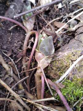 Image of Asarum europaeum subsp. europaeum