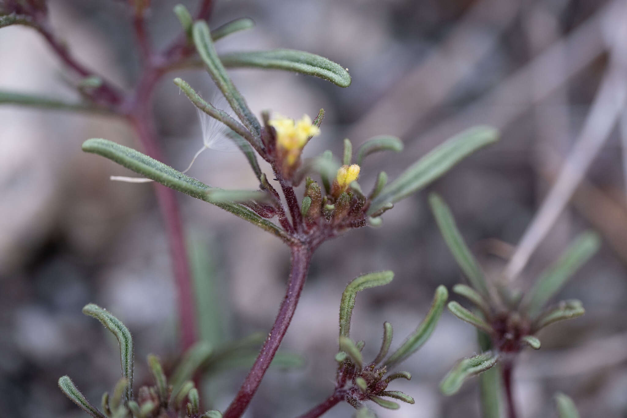 Imagem de Orochaenactis thysanocarpha (A. Gray) Coville