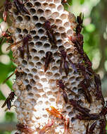 Image of Polistes veracrucis Richards 1978