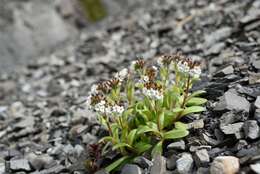 Image of Myosotis traversii var. cantabrica L. B. Moore