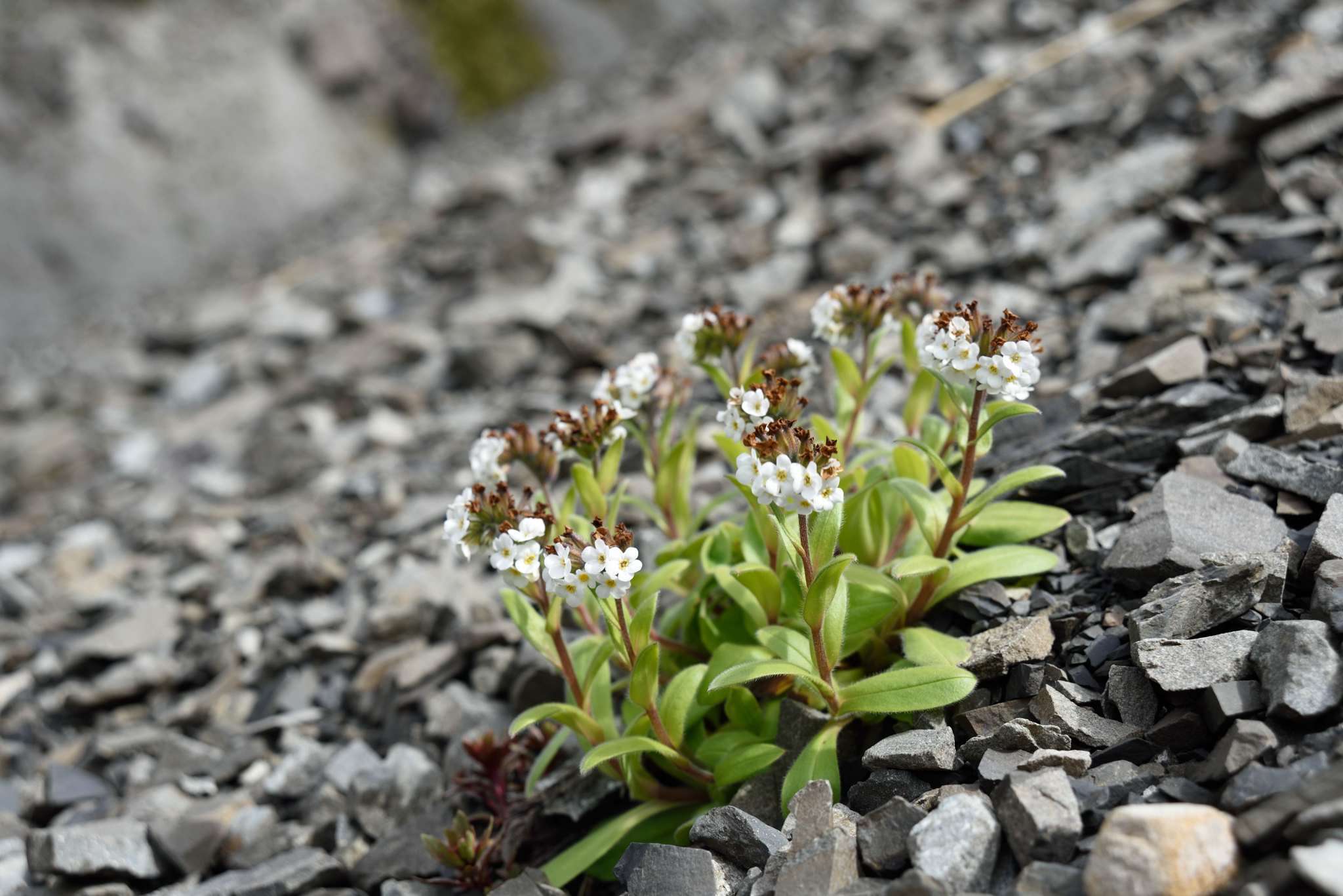 Image de Myosotis traversii var. cantabrica L. B. Moore