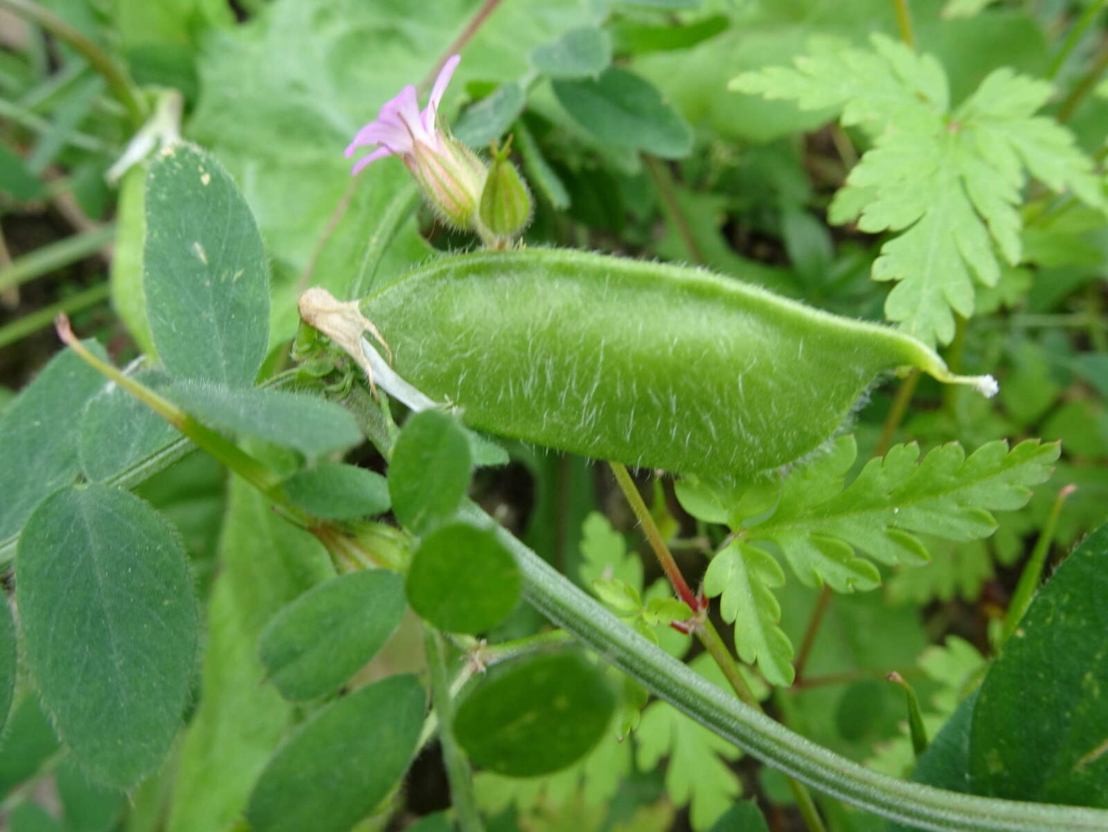 Imagem de Vicia hybrida L.