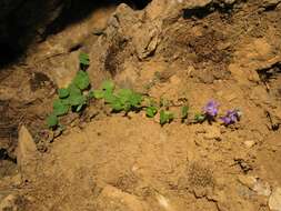 Image of Campanula arvatica subsp. adsurgens (Leresche & Levier) Damboldt