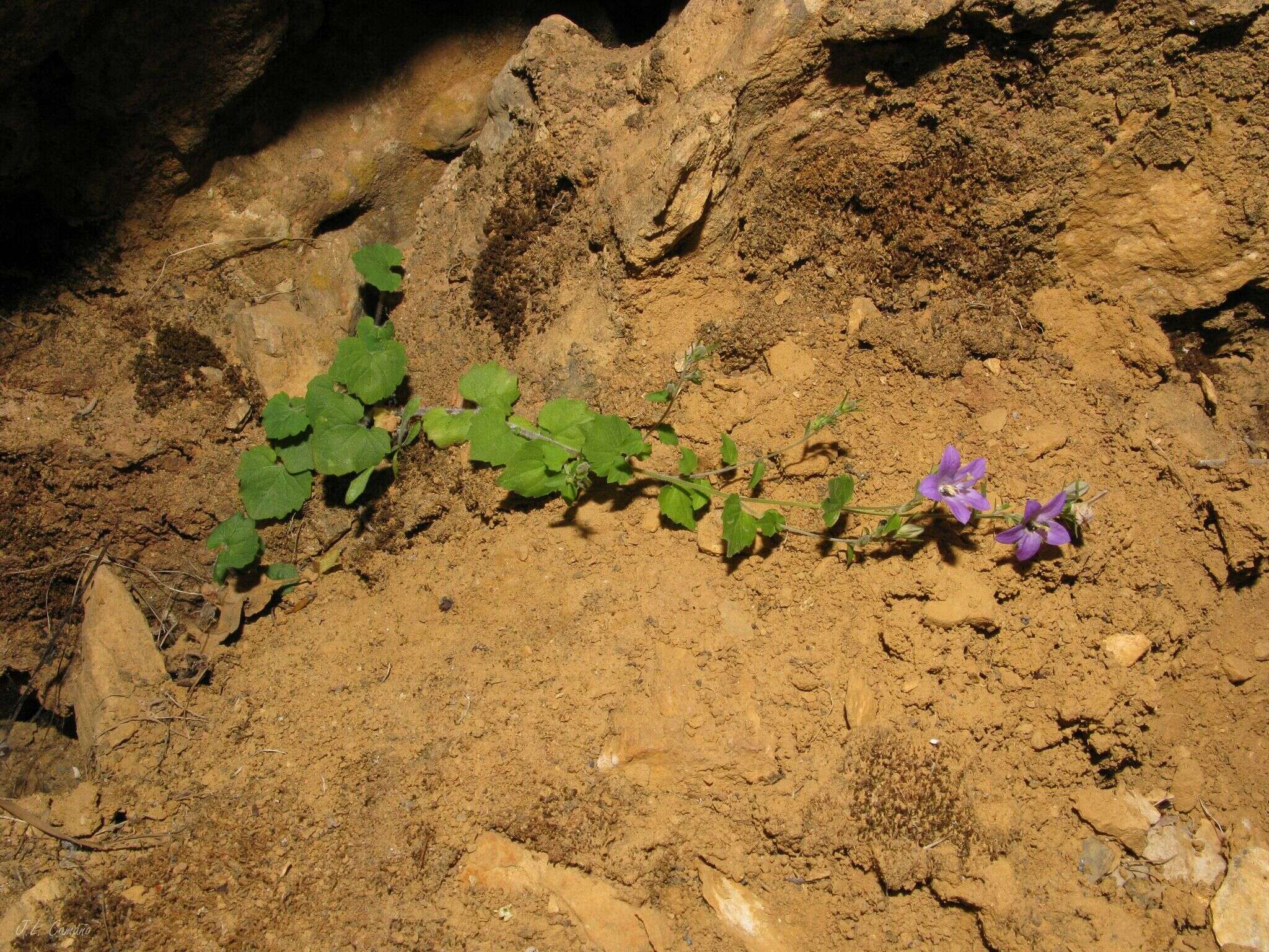 Image of Campanula arvatica subsp. adsurgens (Leresche & Levier) Damboldt