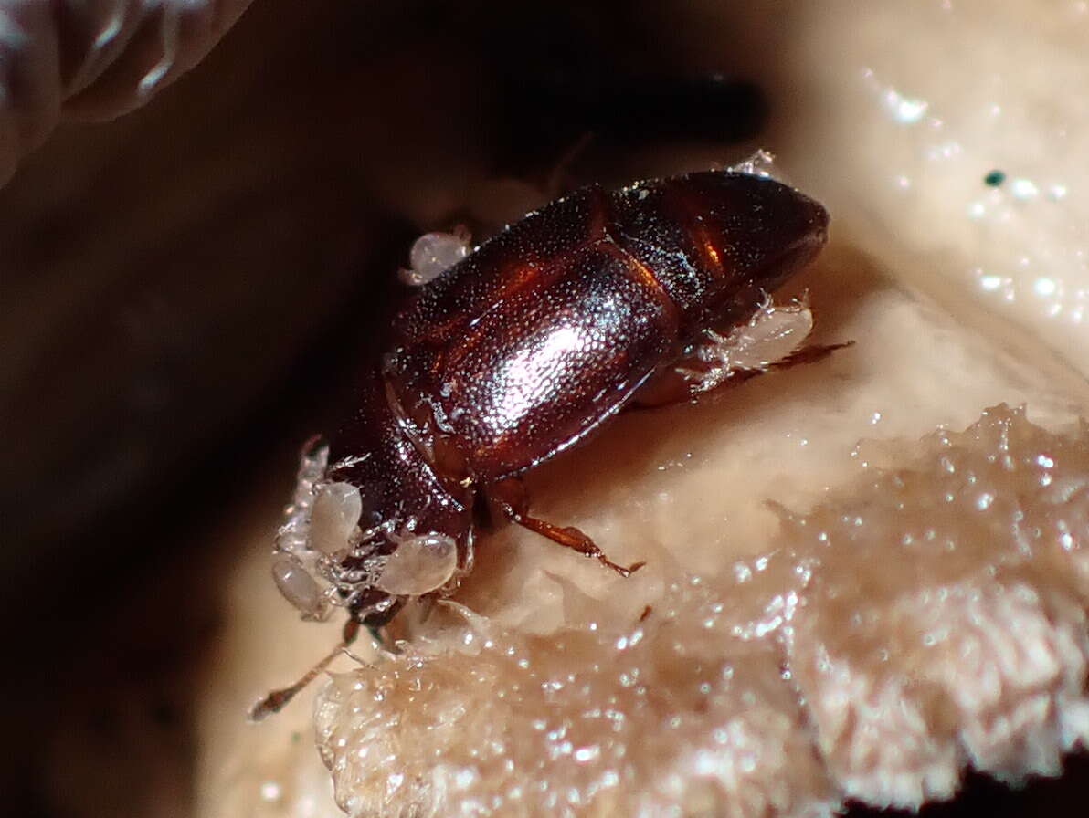 Image of Sap beetle