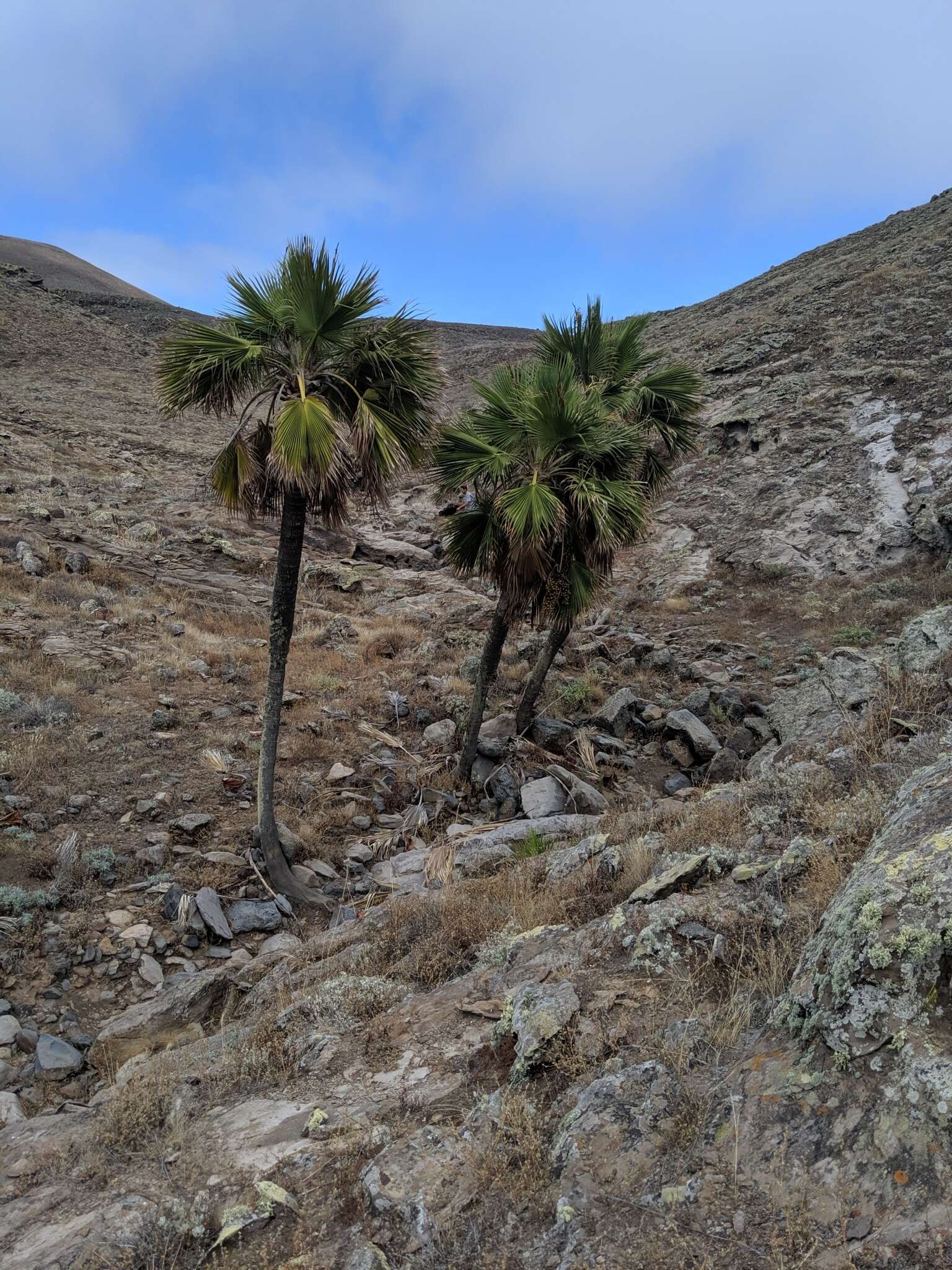 Image of Guadalupe palm