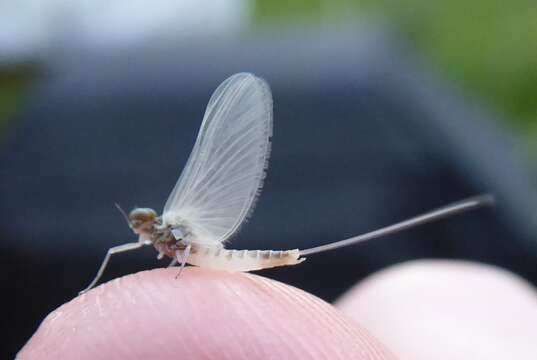 صورة Baetis bicaudatus Dodds 1923