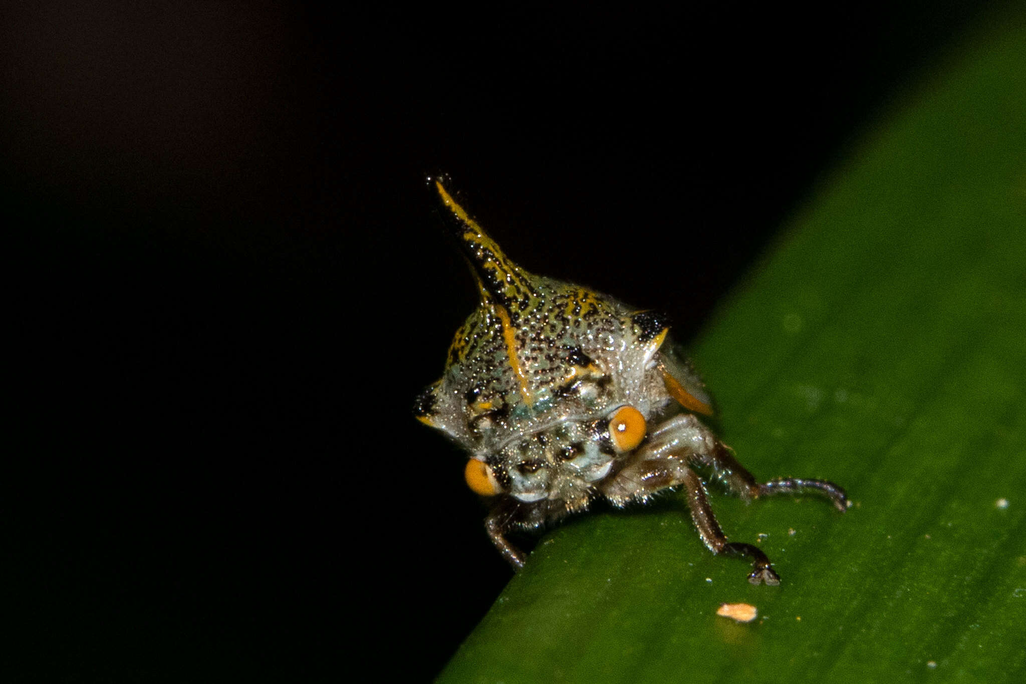 Image of Ramosella dominicensis Ramos 1979