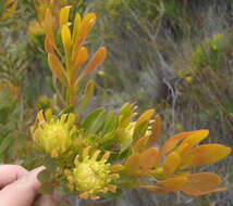 Image of Featherbush