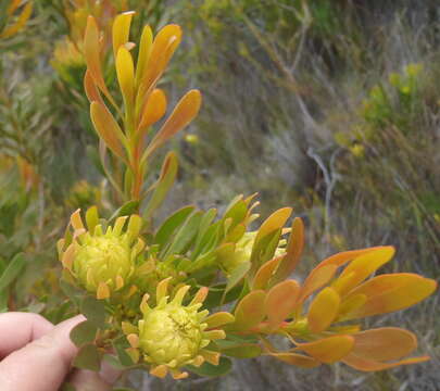 Plancia ëd Aulax umbellata (Thunb.) R. Br.