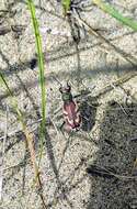 Image of Blowout tiger beetle