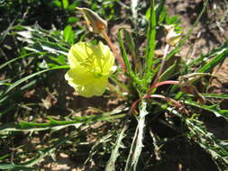 Plancia ëd Oenothera flava (A. Nels.) Garrett