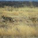 Imagem de Canis latrans mearnsi Merriam 1897