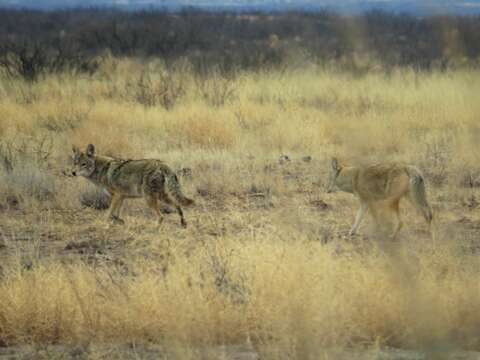 Imagem de Canis latrans mearnsi Merriam 1897