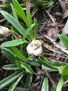 Image of Masdevallia coriacea Lindl.