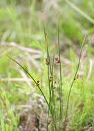 Image de Juncus haenkei E. Mey.