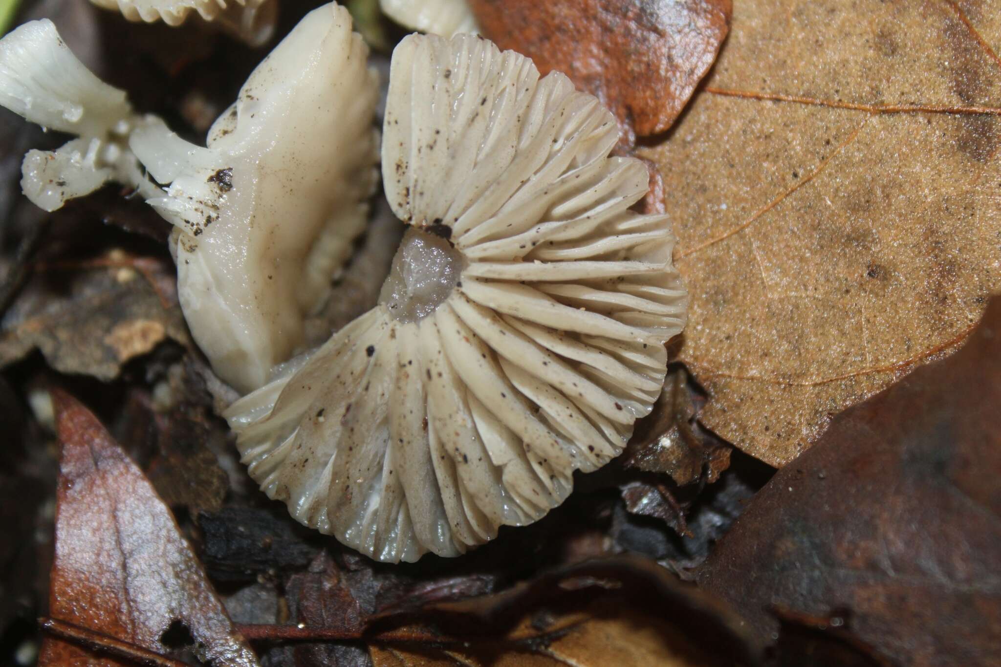 Sivun Marasmius albogriseus (Peck) Singer 1943 kuva